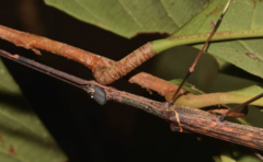 Diacanthoidea diacanthos