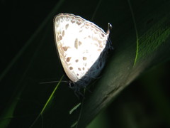 Arhopala wildei