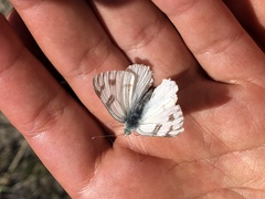 Pontia occidentalis