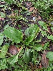 Plantago major