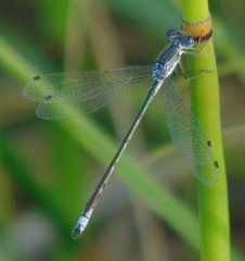Lestes unguiculatus