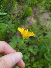 Nothocalais alpestris