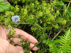 Ceanothus gloriosus