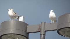 Larus delawarensis