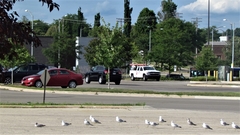 Larus delawarensis