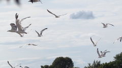 Larus delawarensis