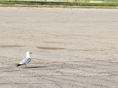Larus delawarensis