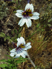 Salpiglossis sinuata