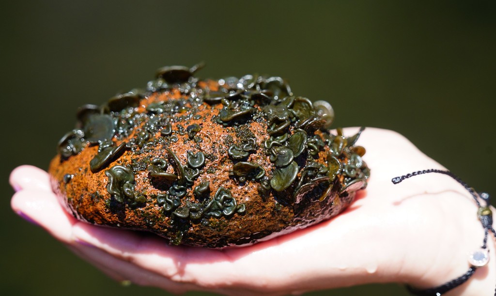 Nostoc parmelioides