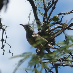 Campylorhynchus