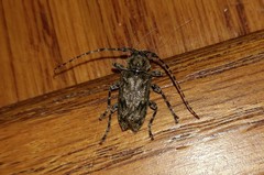 Aegomorphus modestus