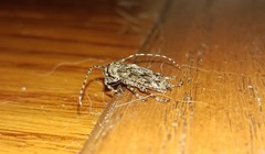 Aegomorphus modestus