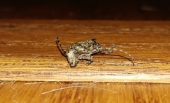 Aegomorphus modestus