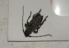 Aegomorphus modestus