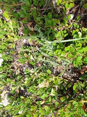 Oxytropis borealis viscida