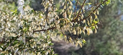 Styphelia setigera