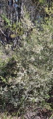 Styphelia setigera