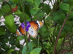 Danaus chrysippus chrysippus