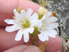 Cerastium viride