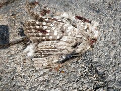 Otus brucei