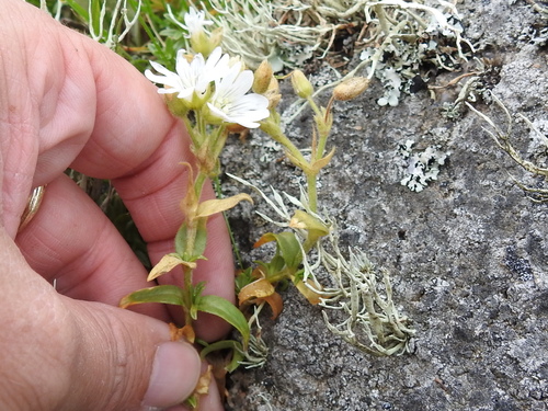 Image of Cerastium viride by (c) Sam Kieschnick, some rights reserved (CC BY)