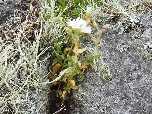 Image of Cerastium viride by (c) Sam Kieschnick, some rights reserved (CC BY)