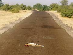 Vulpes vulpes pusilla