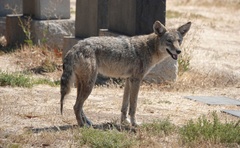 Canis latrans
