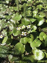 Caltha natans