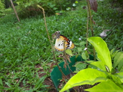 Danaus chrysippus chrysippus