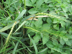 Hordeum vulgare