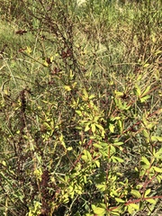 Dorycnium