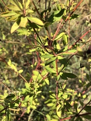 Dorycnium