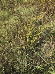 Dorycnium