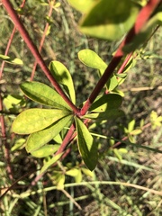 Dorycnium