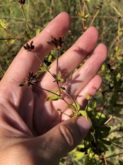 Dorycnium