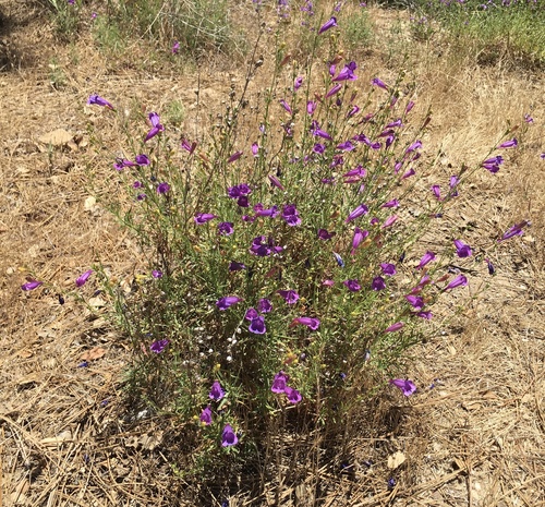 Penstemon heterophyllus