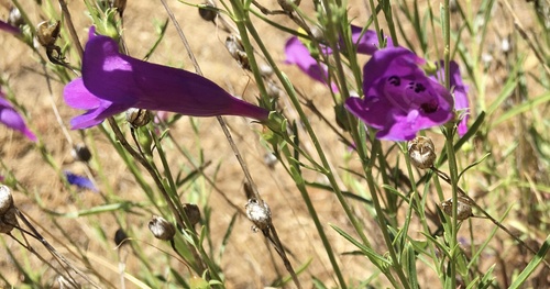 Penstemon heterophyllus