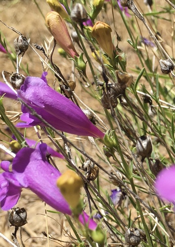 Penstemon heterophyllus