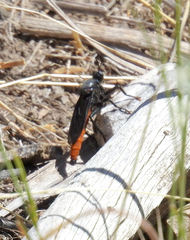 Ospriocerus aeacus