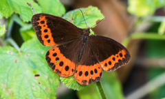 Oxeoschistus simplex