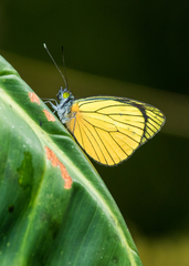 Leptophobia caesia