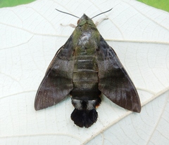 Macroglossum corythus