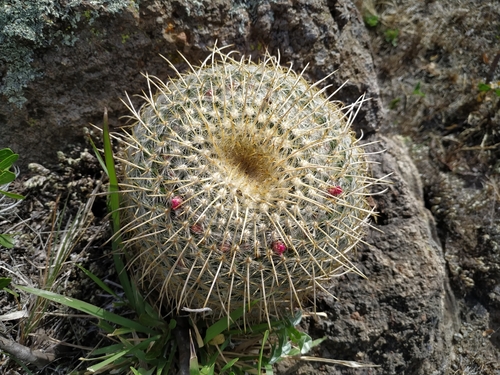 Mammillaria muehlenpfordtii