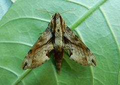 Eupanacra