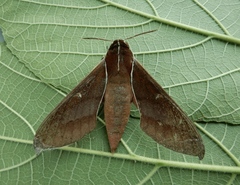 Theretra pallicosta