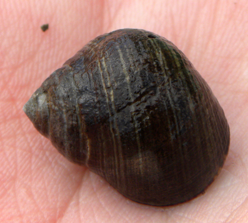 Common Periwinkle