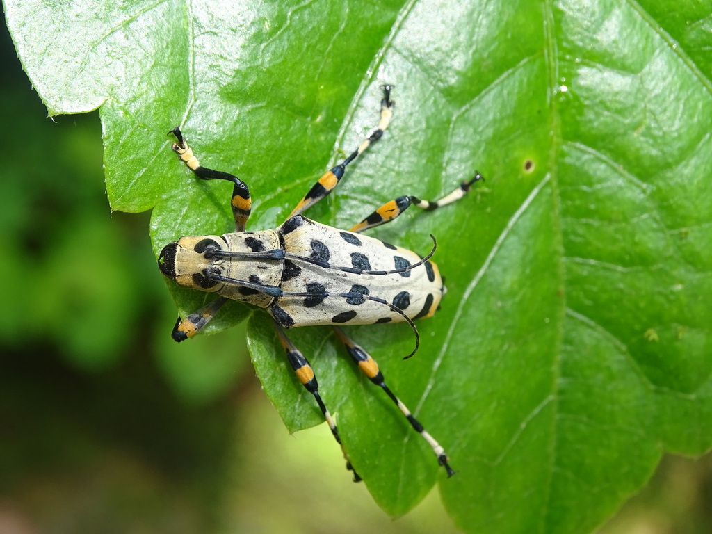 Colobotheini