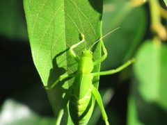 Paracaedicia serrata