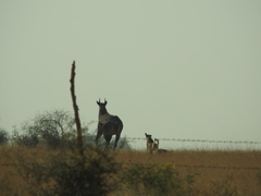 Boselaphus tragocamelus